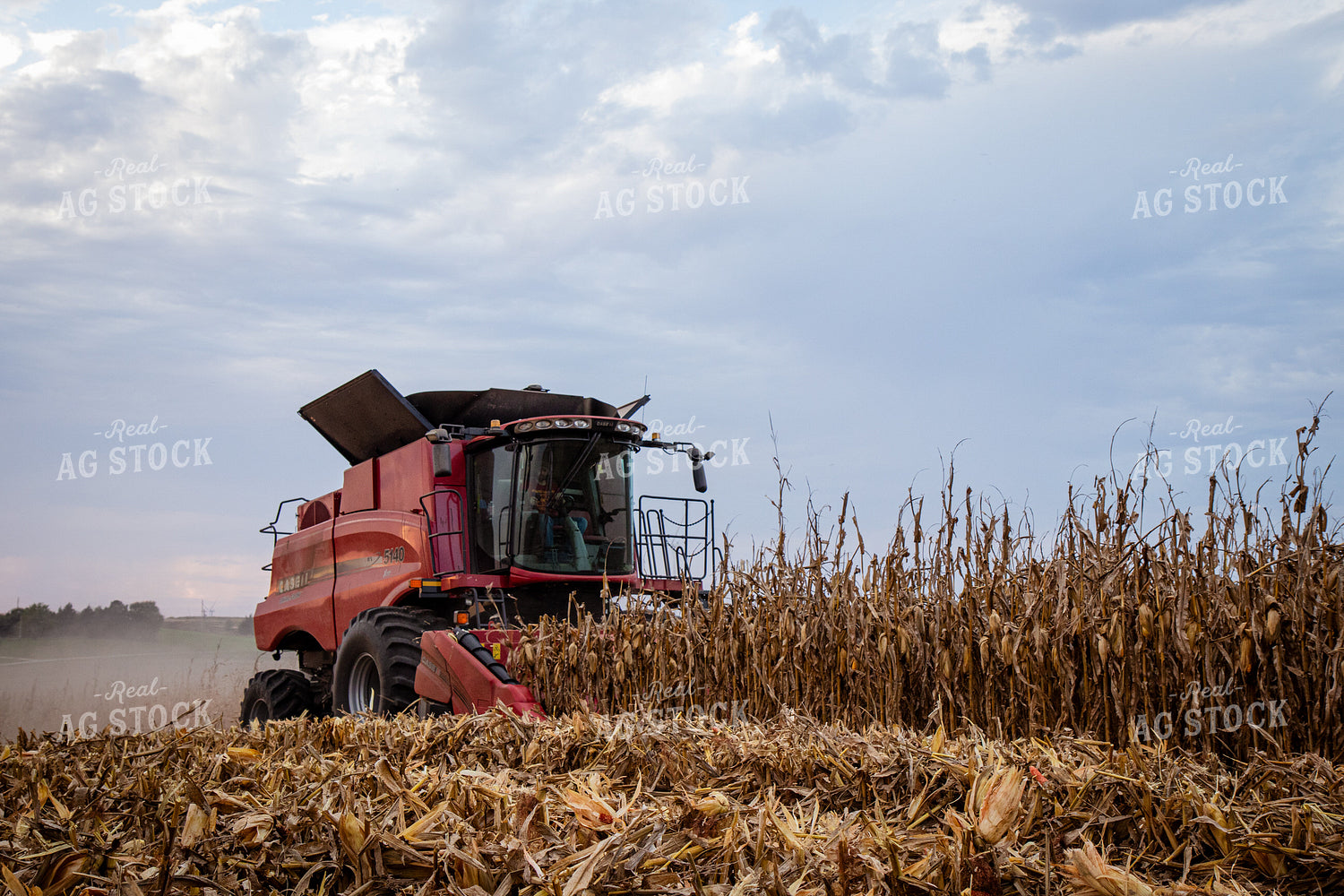 Corn Harvest 268215