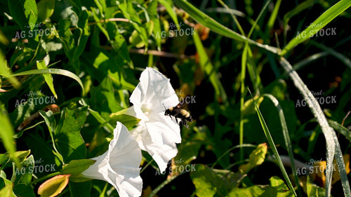 Bee Collecting Pollen from Wildflowers on CRP Land 25054