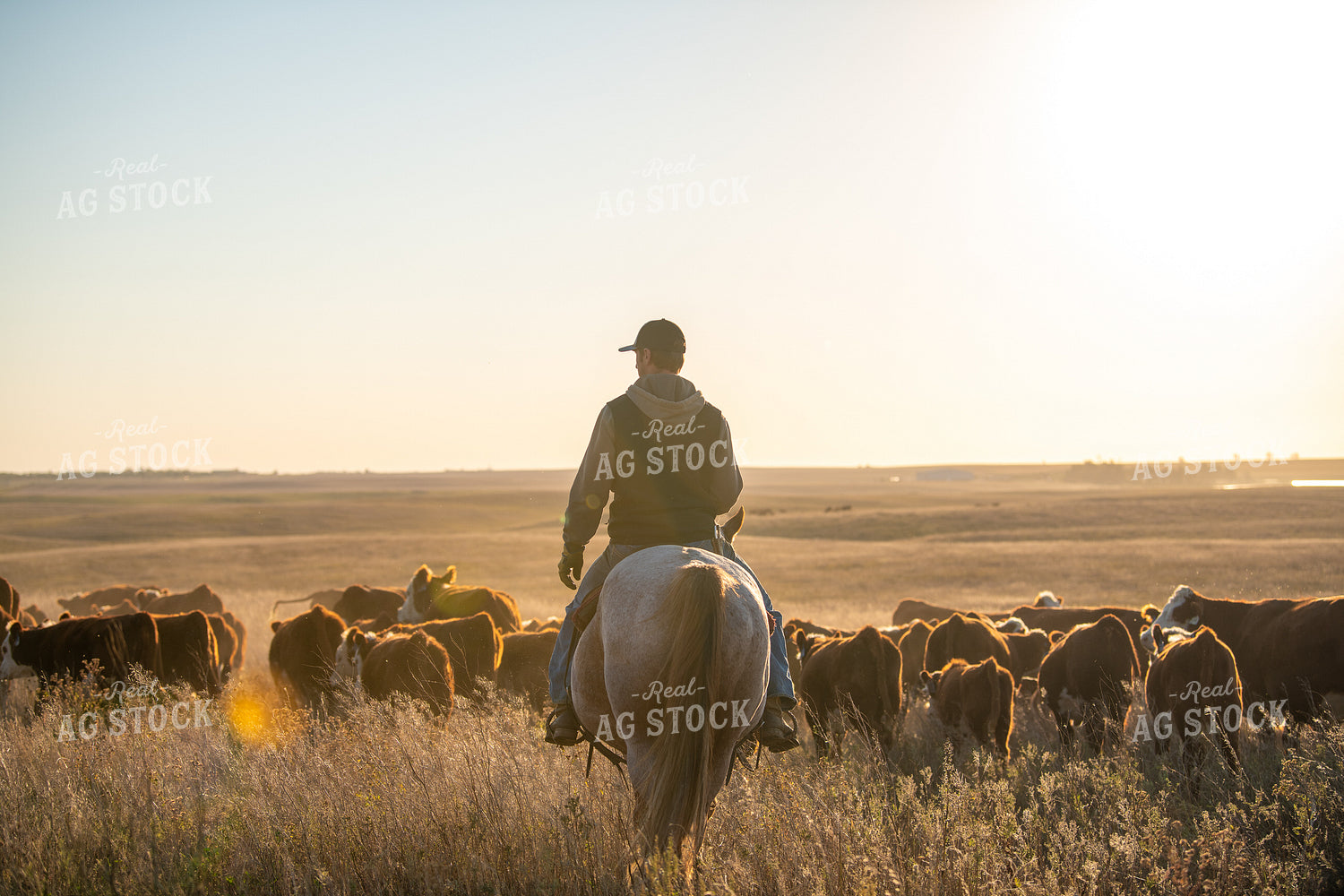 Rancher Herding Cattle on Horseback 212135