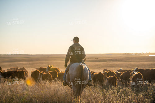 Rancher Herding Cattle on Horseback 212135