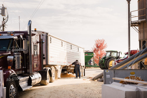 Farmer Dumping Corn 9428