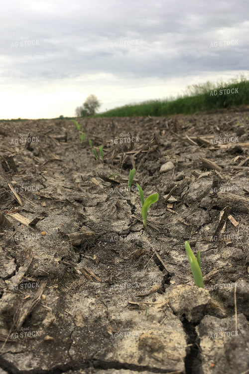 Corn Popping Up Through Cracked Ground 50066