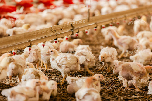 Broiler Chickens in Barn 280026