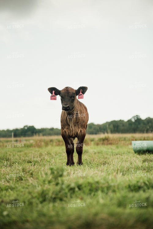 Angus Calf in Pasture 118023