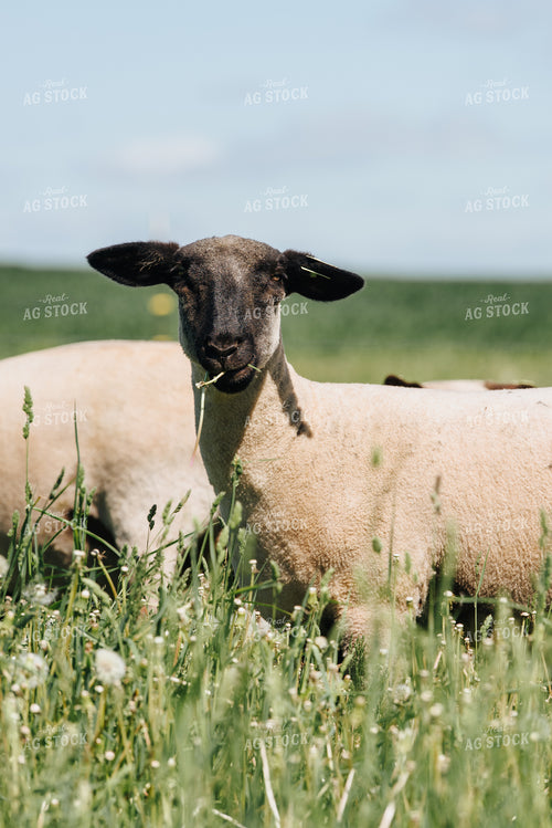 Sheep in Pasture 68076