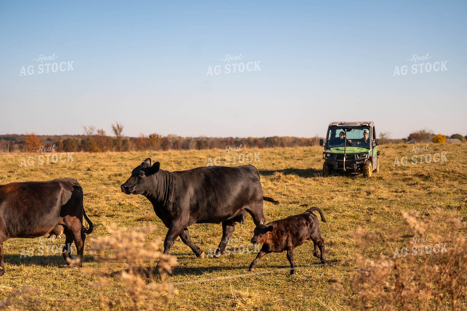 Black Angus Cow Calf Pairs 115461