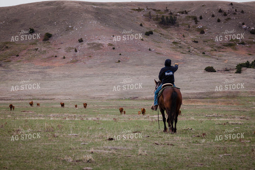 Rancher Corrals Red Angus Cattle on Horseback 97150