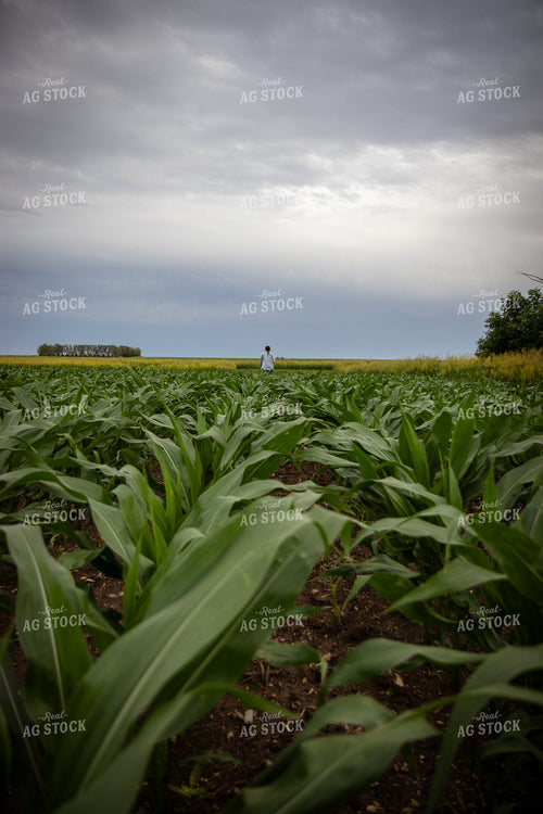 Female Farmer Checking Corn 67785