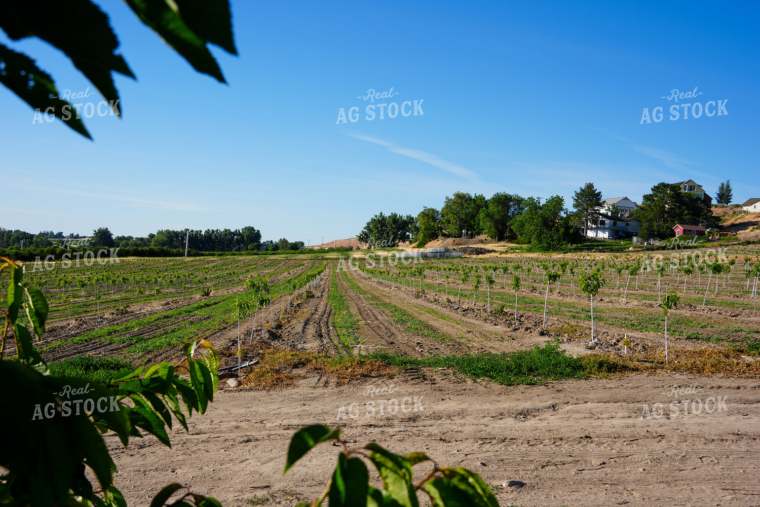 Freshly Planted Cherry and Apricot Trees 65777