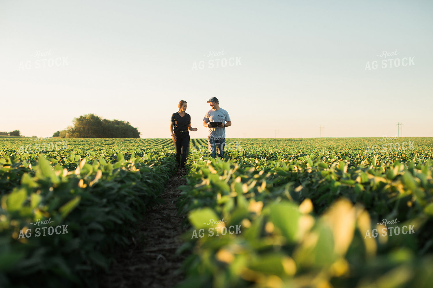Agronomist and Farmer Scouting Soybean Field 6118