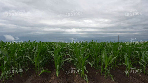 Mid-Season Corn 65912