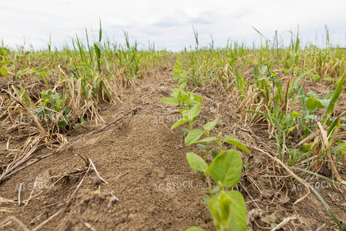 Early Growth Soybeans Planted into Cover Crops 79626