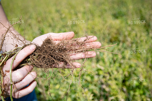 Nitrogen Fixing Nodules on Cover Crop Roots  168063