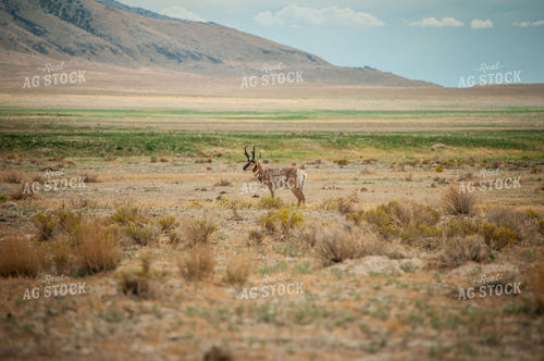 Southwestern Rural Landscape and Wildlife 59016