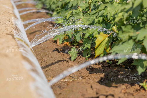 Cotton Irrigation 291032
