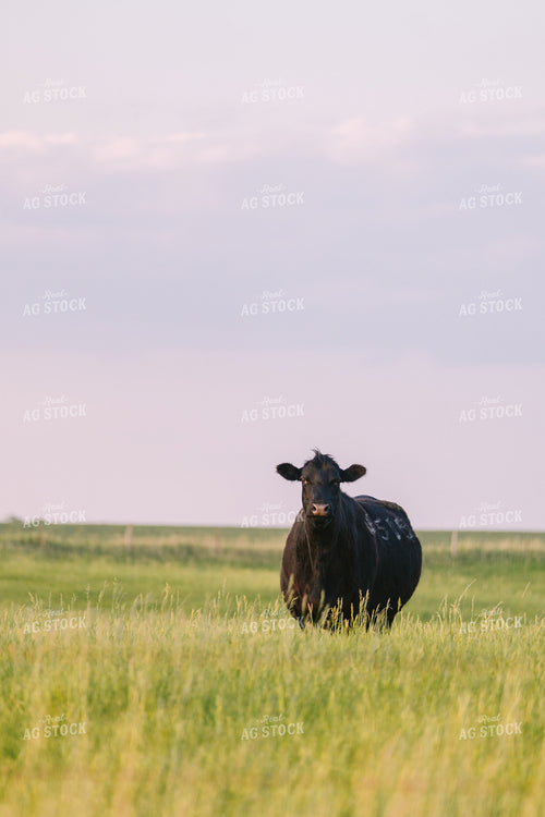 Black Angus Cattle on Pasture 68258