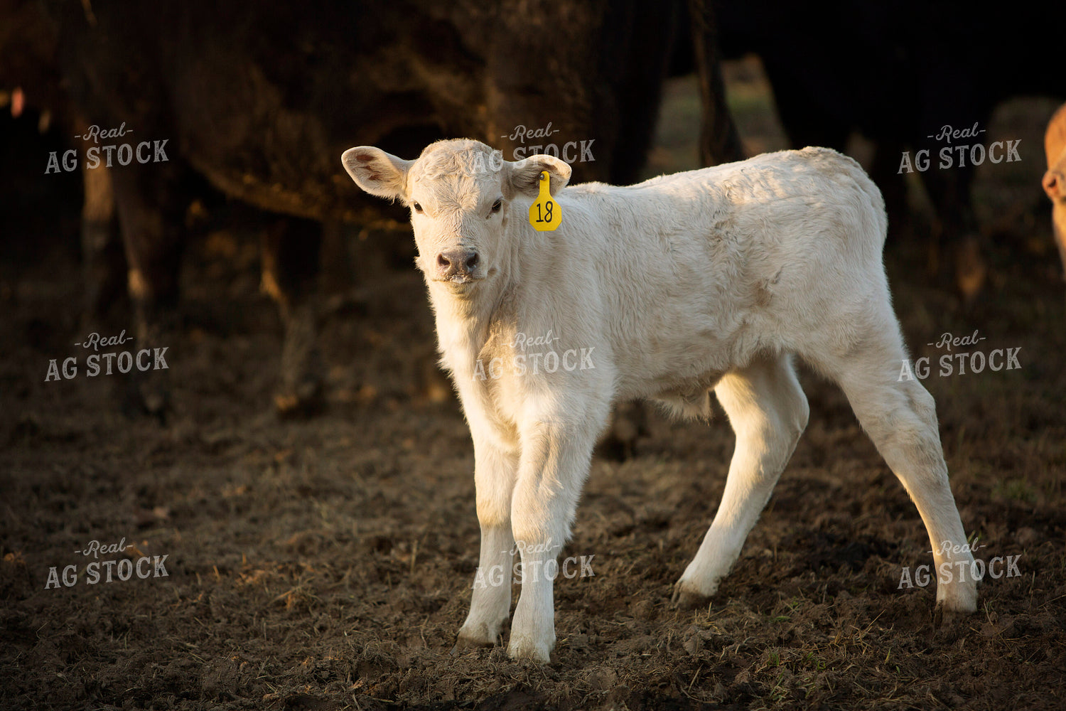 Calf - Charolais and Angus Cross 2260
