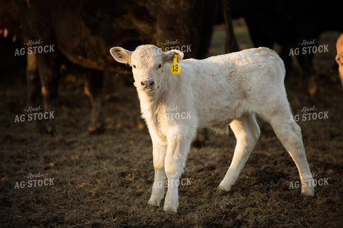 Calf - Charolais and Angus Cross 2260