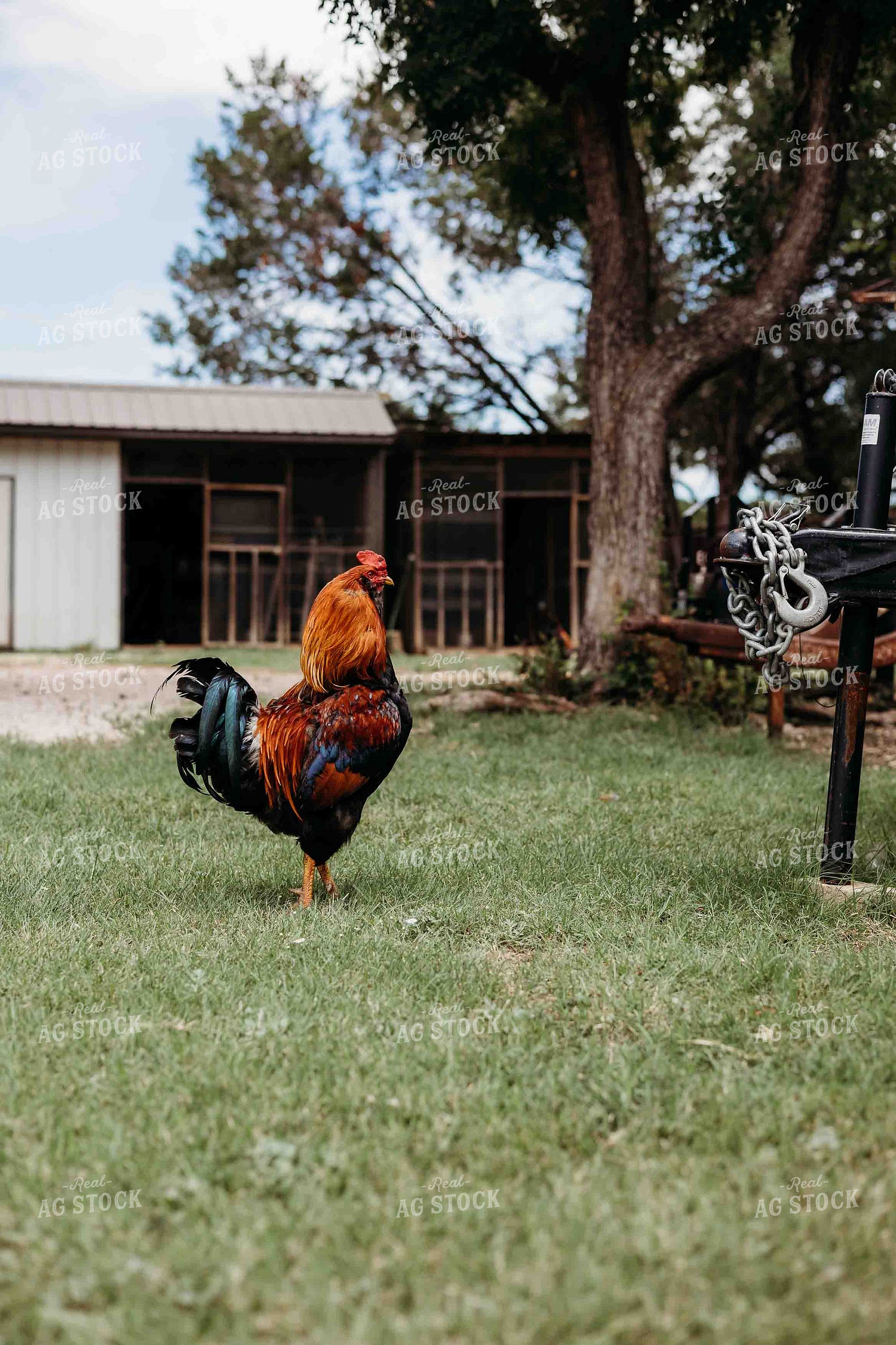 Rooster 281075