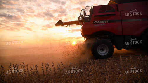 Combine Harvesting Soybeans 25746