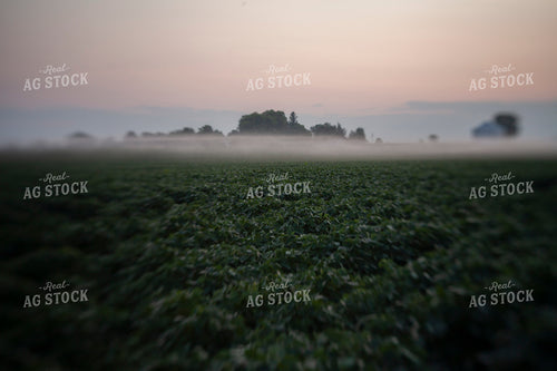 Soybeans - Mid-Season 1500