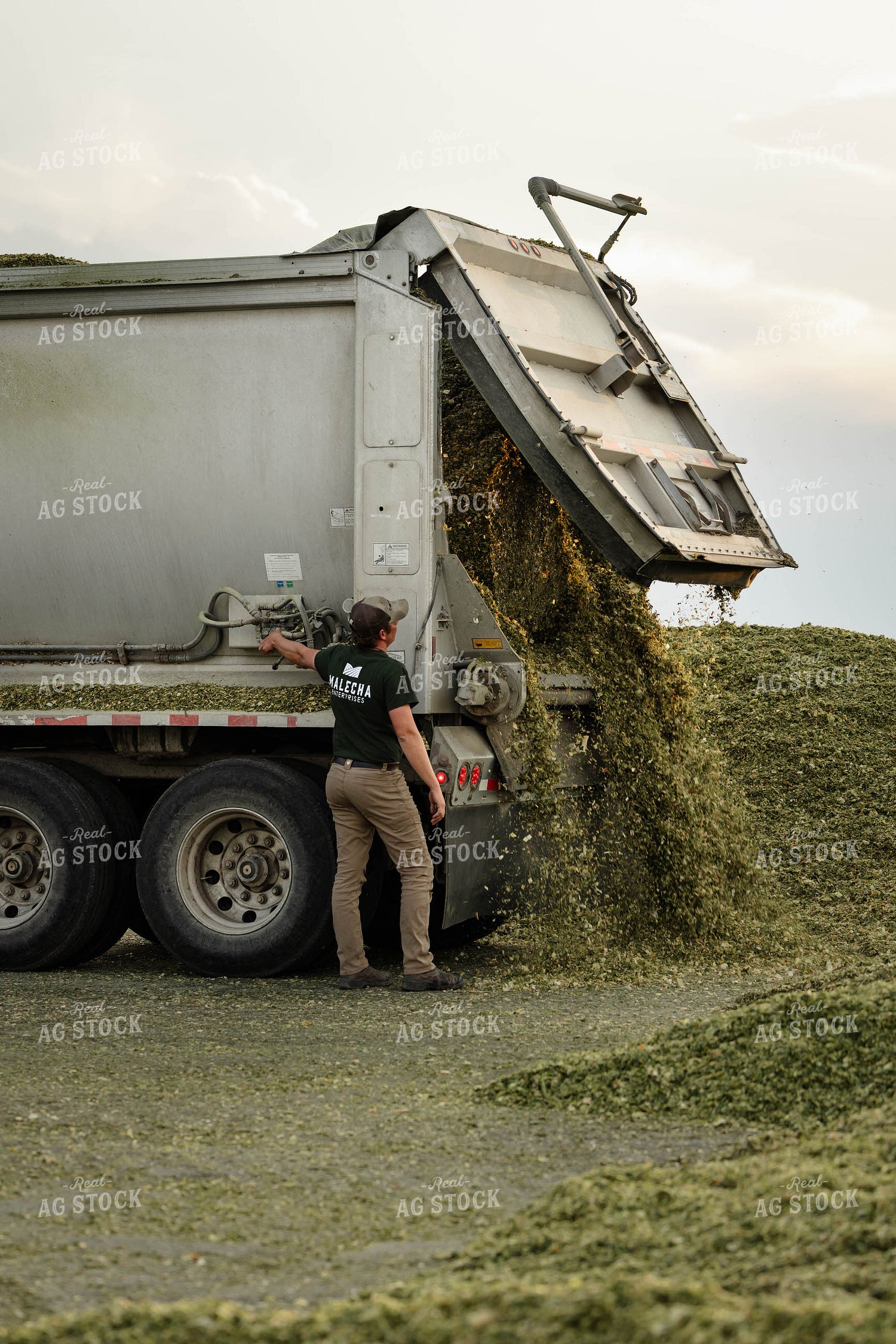 Unloading Silage 152974