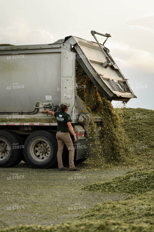 Unloading Silage 152974