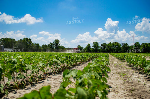 Spreading Dry Fertilizer in Cotton Field 136197