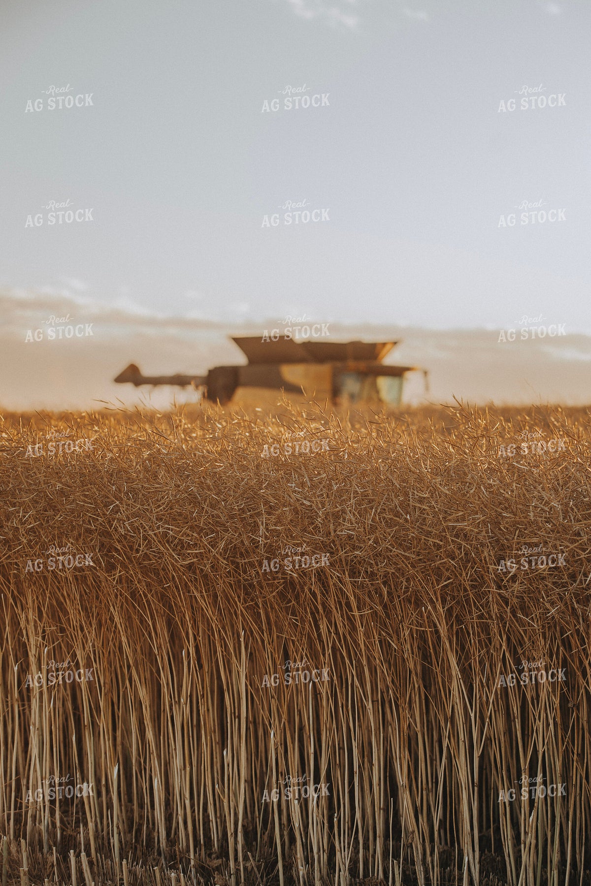 Canola Harvest 187429