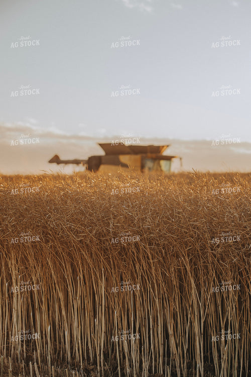 Canola Harvest 187429