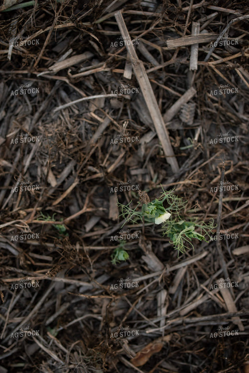 Cover Crops 76419