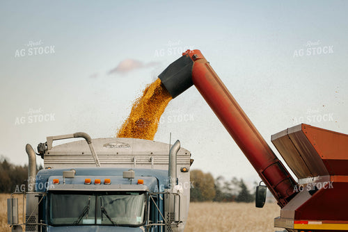 Unloading Corn from Auger Wagon to Semi 152895