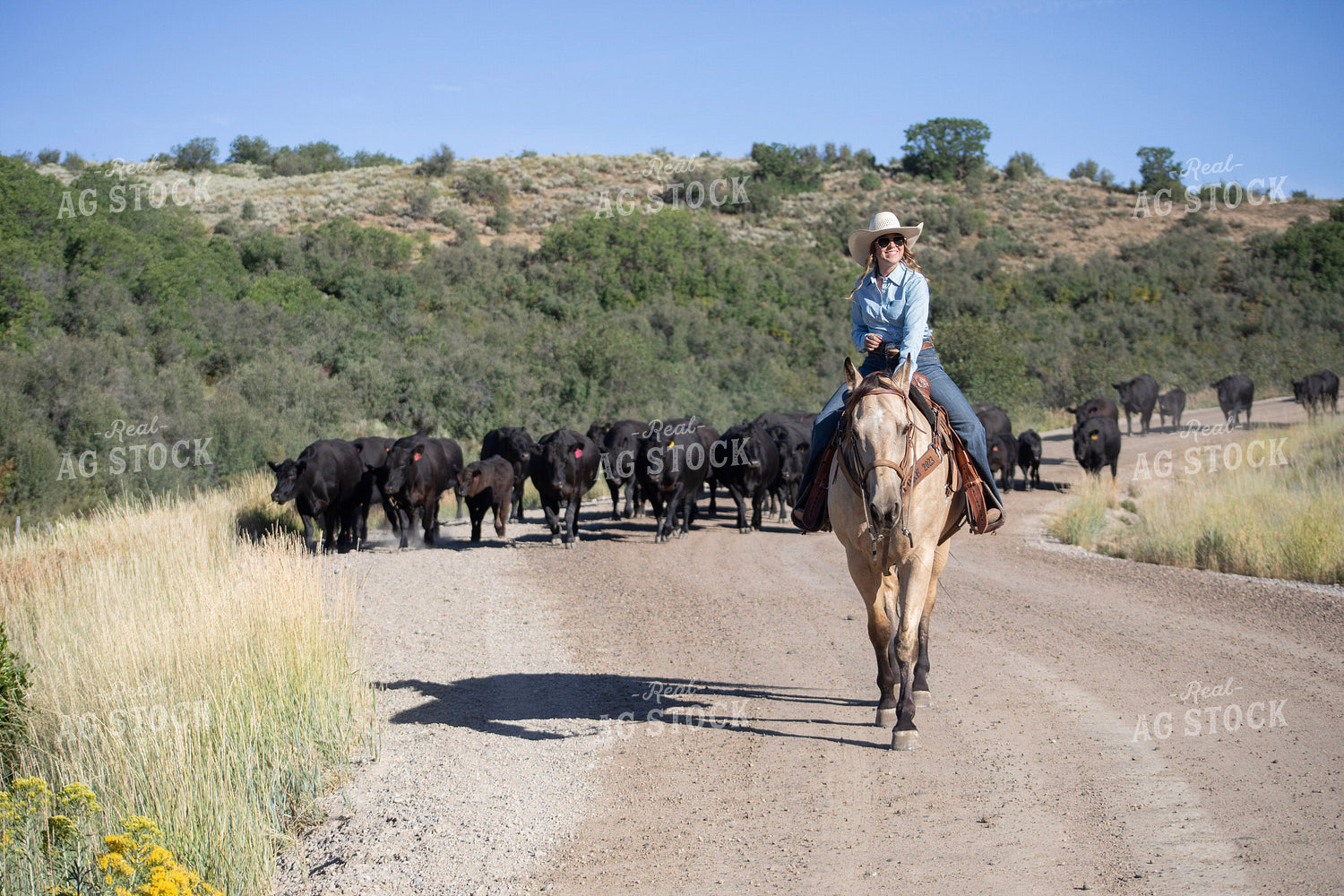 Cattle Drive 117359