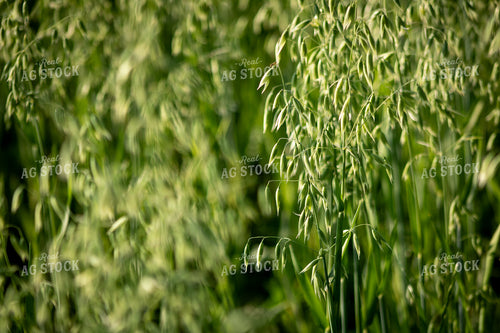 Midseason Oats 214229