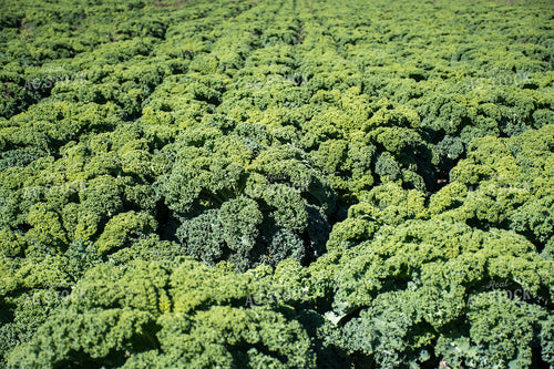 Kale Field 50200