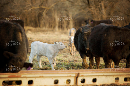 Calf - Charolais and Angus Cross 2235