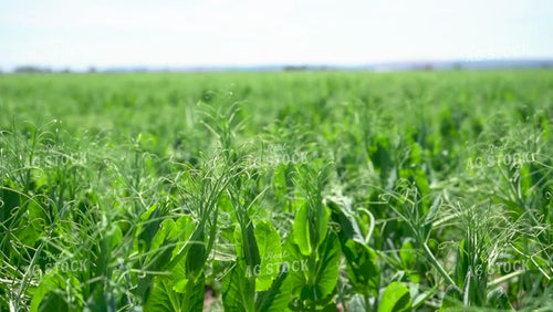 Peas 146029