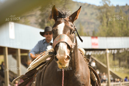 Rodeo 263012