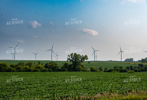 Soybean Field and Wind Turbines 302071