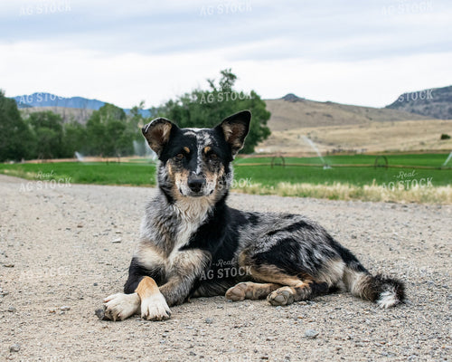 Aussie Ranch Dog 51005