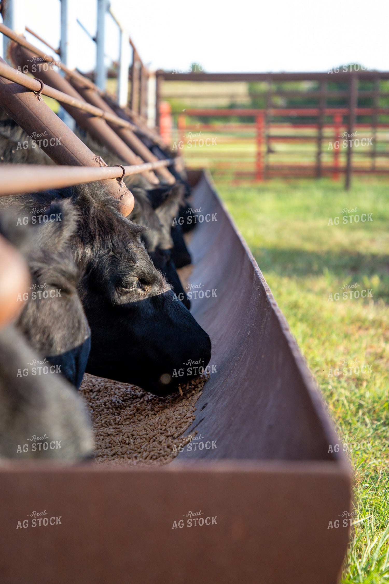 Cattle Eating from Feed Trough 208054