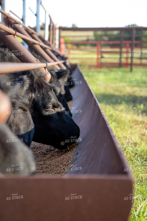 Cattle Eating from Feed Trough 208054