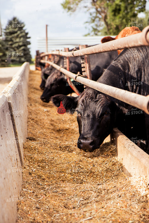 Cattle Eating Feed Ration 67437