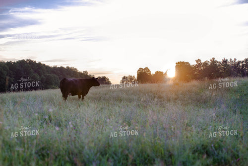 Angus Cow in Pasture 96006