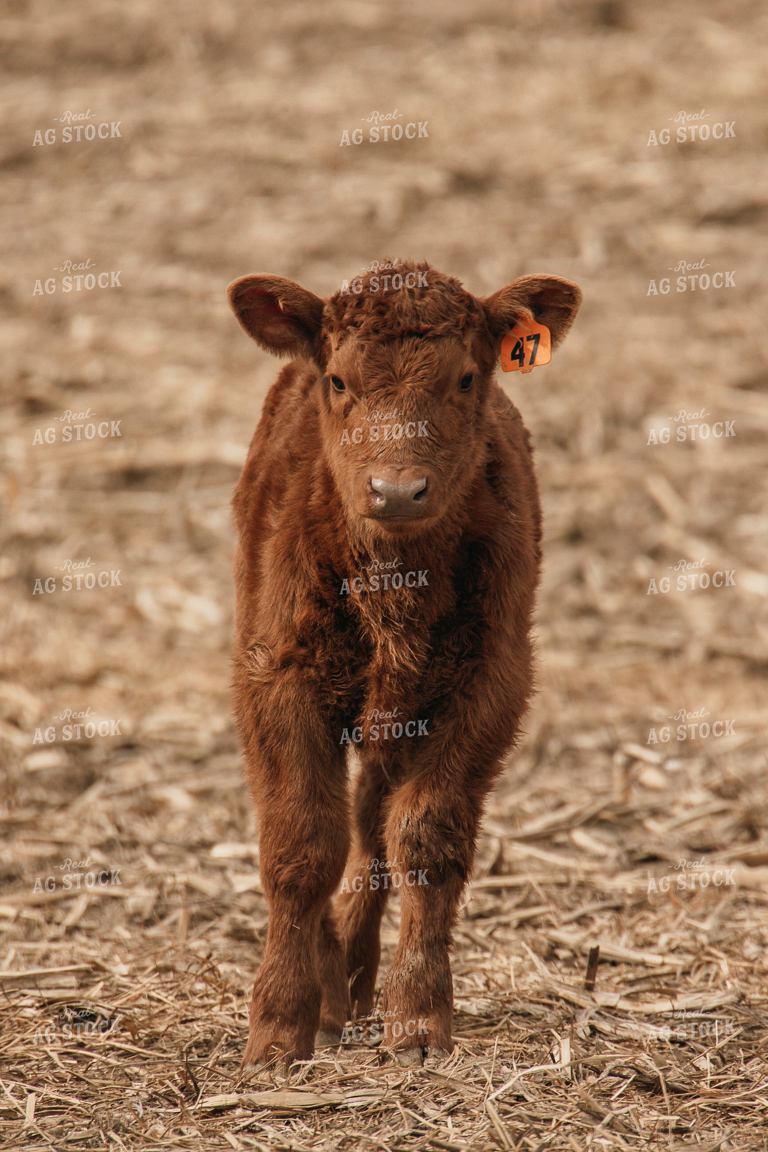 Calf 194053
