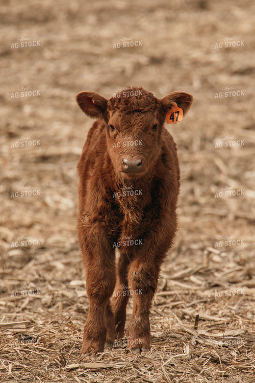Calf 194053
