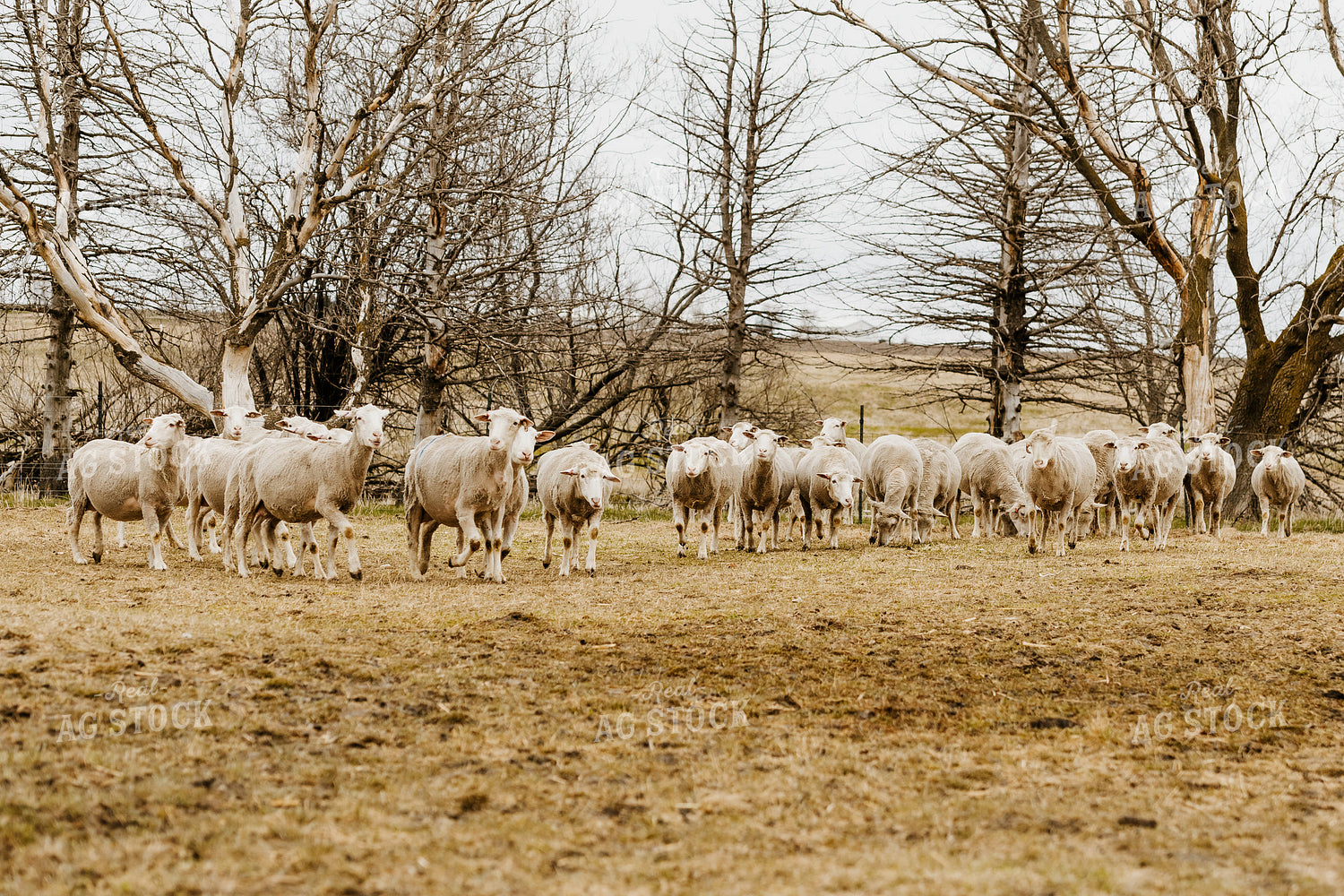Sheep Grazing in Pasture 68145