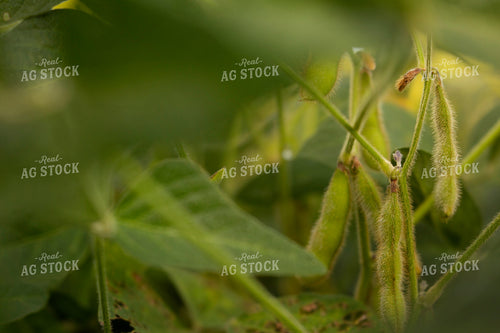 Soybeans - Mid-Season 4919