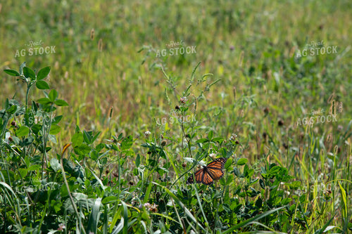 Butterfly Collecting Nectar and Pollen from Wildflowers on CRP Land 25033