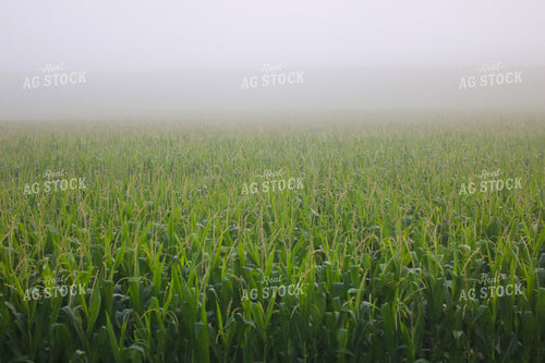 Midseason Corn 82295